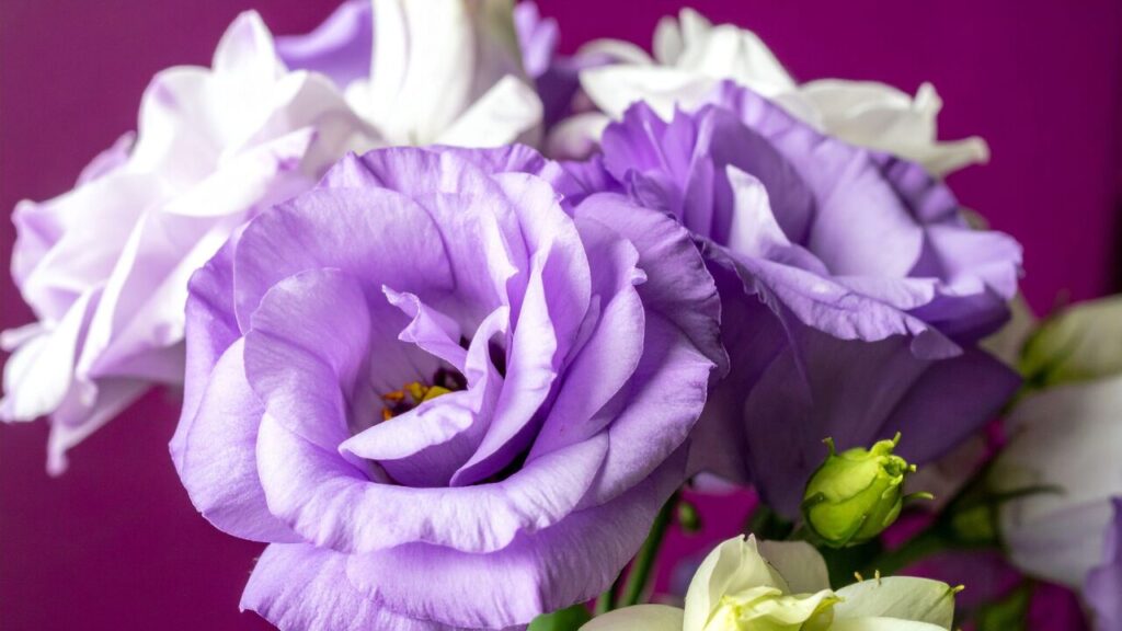 Close up of Purple and White Lisianthus Flowers