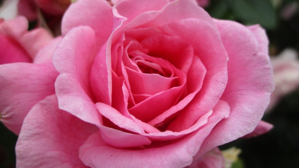 Sweet Bright Pink Roses Blooming