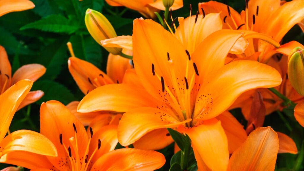 Tiger Lilies