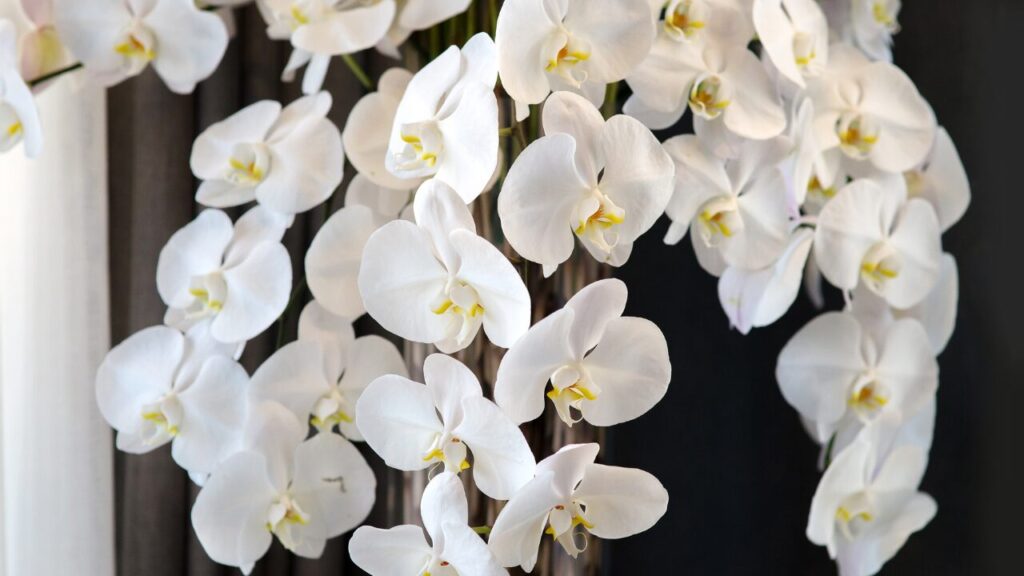 white orchid